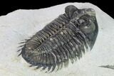 Coltraneia Trilobite Fossil - Huge Faceted Eyes #165852-4